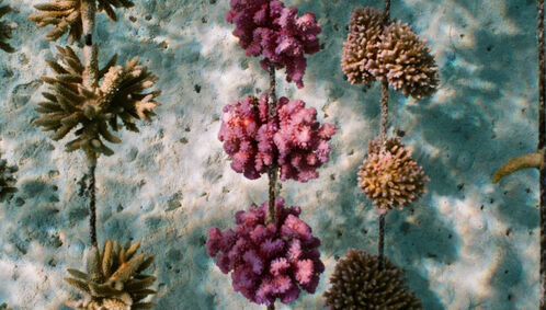 Coral garden in French Polynesia