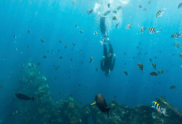 Person diving solo
