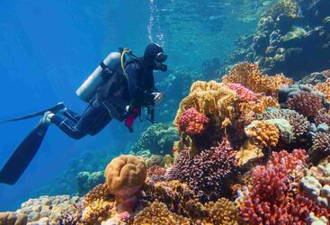 Diver by a coral reef