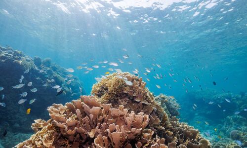 Fish swimming over coral reef in Okinawa, Japan.