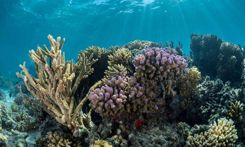 Coral reef, Saudi Arabia.