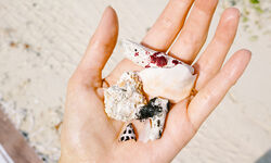 Person holding shells on a beach, Okinawa.