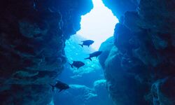 Fish in a cave on Miyakojima Island, Okinawa, Japan.