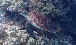 Sea turtle in Okinawa, Japan.