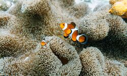 Clownfish in anemone in Okinawa, Japan.
