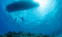 Divers and fish swimming underneath a boat in Okinawa, Japan.