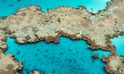 Red Sea, Saudi Arabia.