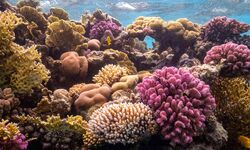 Coral reef, Saudi Arabia.