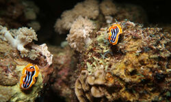 Nudibranches in Saudi Arabia.