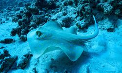 Ray in Saudi Arabia.