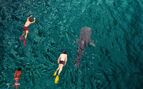 Divers and whale shark, Basecamp Mafia Island.