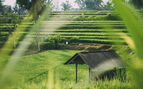 Rice fields in Bali