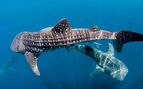 Two whale sharks