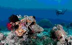 Diver by a coral reef in Indonesia
