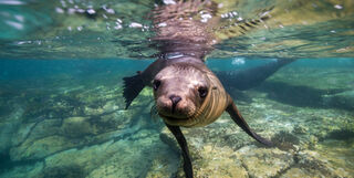 Sea Lion