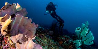 Coral in Indonesia