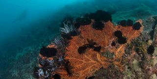 Crinoids in the Timor Sea.