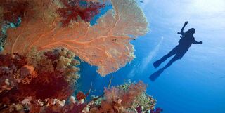 Diver in the Red Sea.