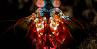 Peacock mantis shrimp