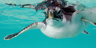 Turtle swimming in the sea