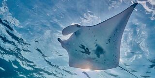 Reef manta in Indonesia.
