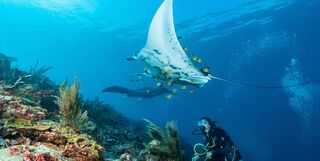 Diver in Raja Ampat, Indonesia.
