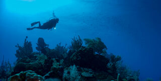 Diver in the Cayman Islands