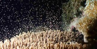 Coral spawning in Japan.