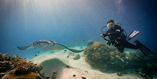 Manta ray and a scuba diver