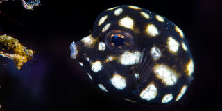 Juvenile smooth trunkfish in Bonaire