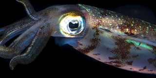 strange deep sea creature