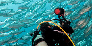 Shoal of fish in Micronesia