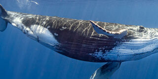 Humpback whale
