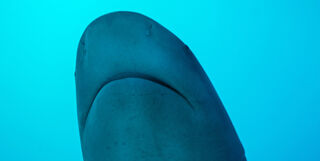 Bull shark in Playa del Carmen, Mexico