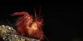 Hairy shrimp