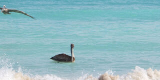 Bird in ocean