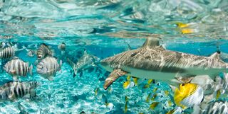 Blacktip shark in Bora Bora