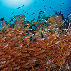 Fish on Reef