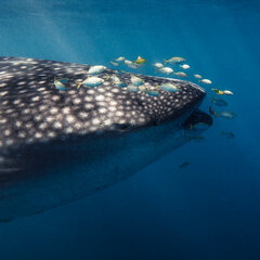 Whale Shark