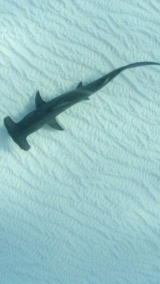 Solo hammerhead shark