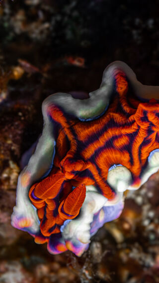 Nudibranch close up