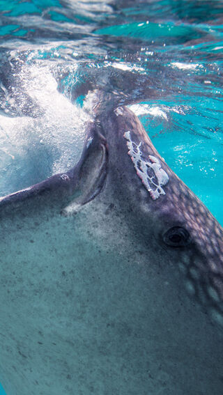 Whale shark at the surface of the water