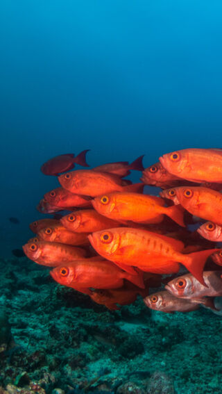 Shoal of red fish