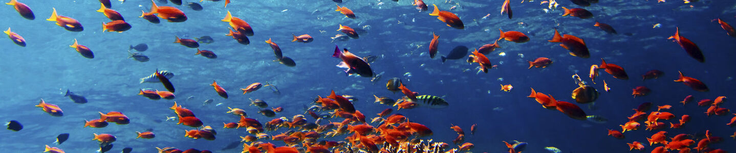 Menjangan Coral, Bali, Indonesia