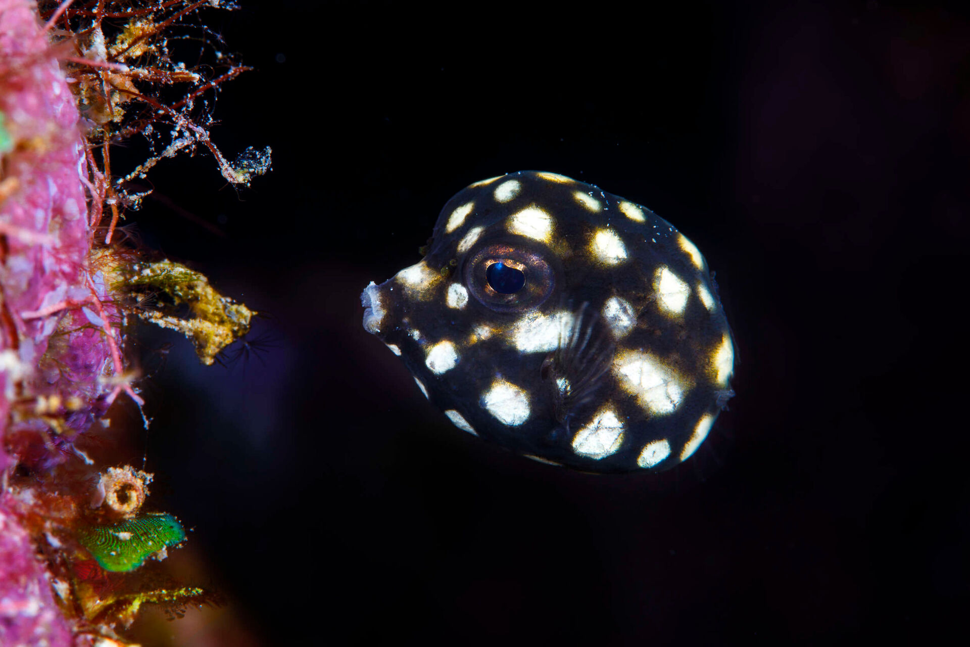 Top Five Fish that Change Looks from Juveniles to Adults | Original Diving