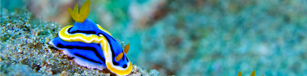 Colourful nudibranch