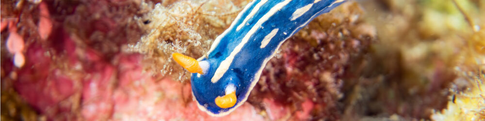 Blue nudibranch
