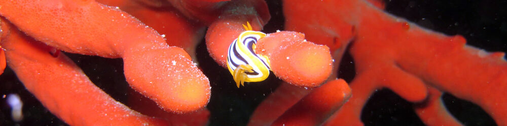 Nudibranch on coral