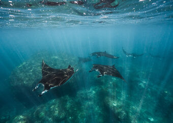 manta rays 