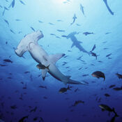 Hammerhead sharks.